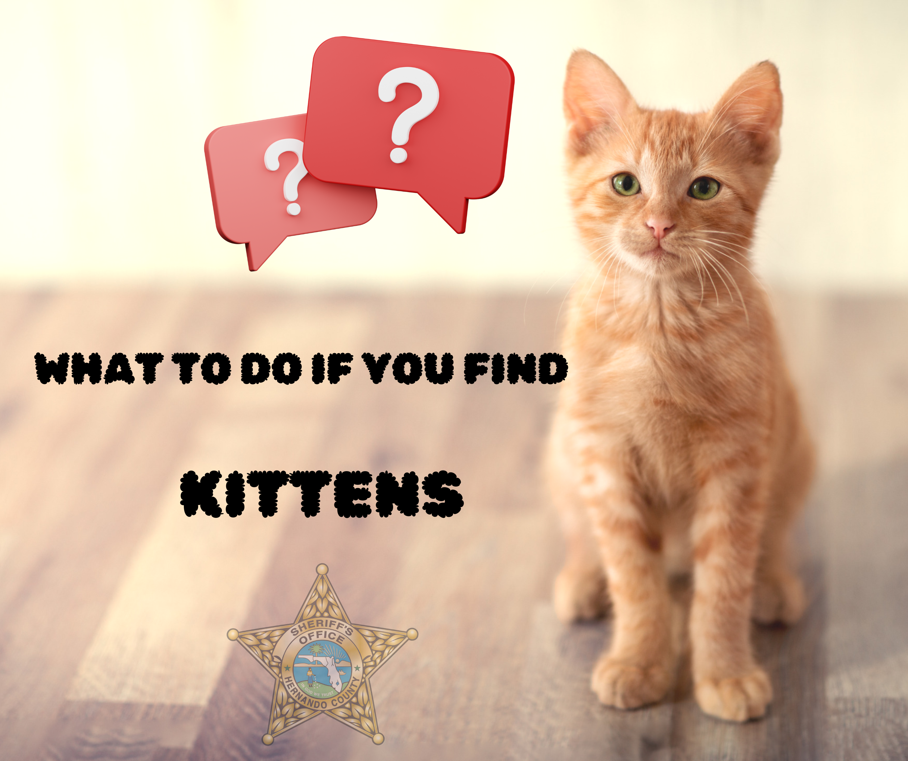 What To Do If You Find Kittens