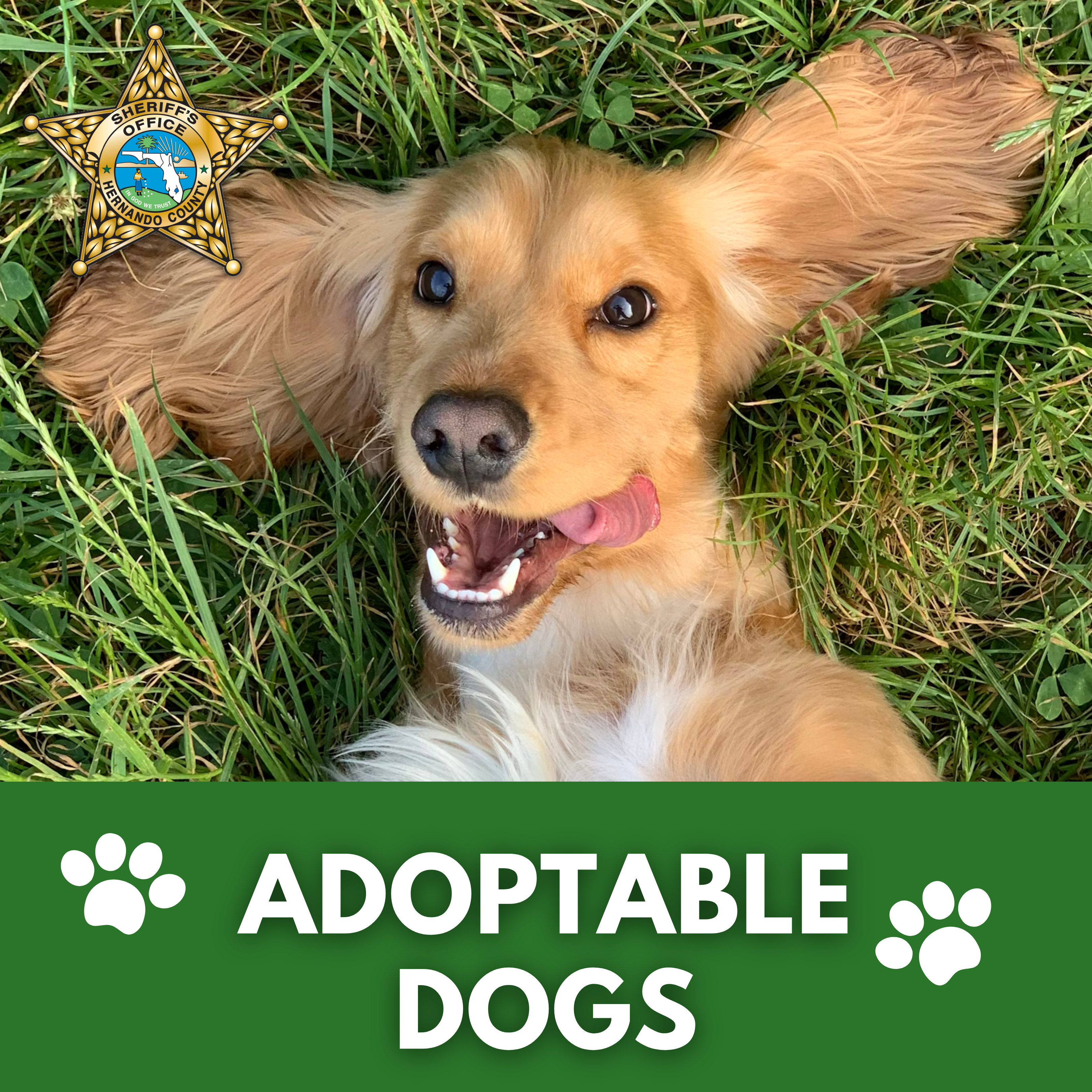 Adoptable Dogs Link Image