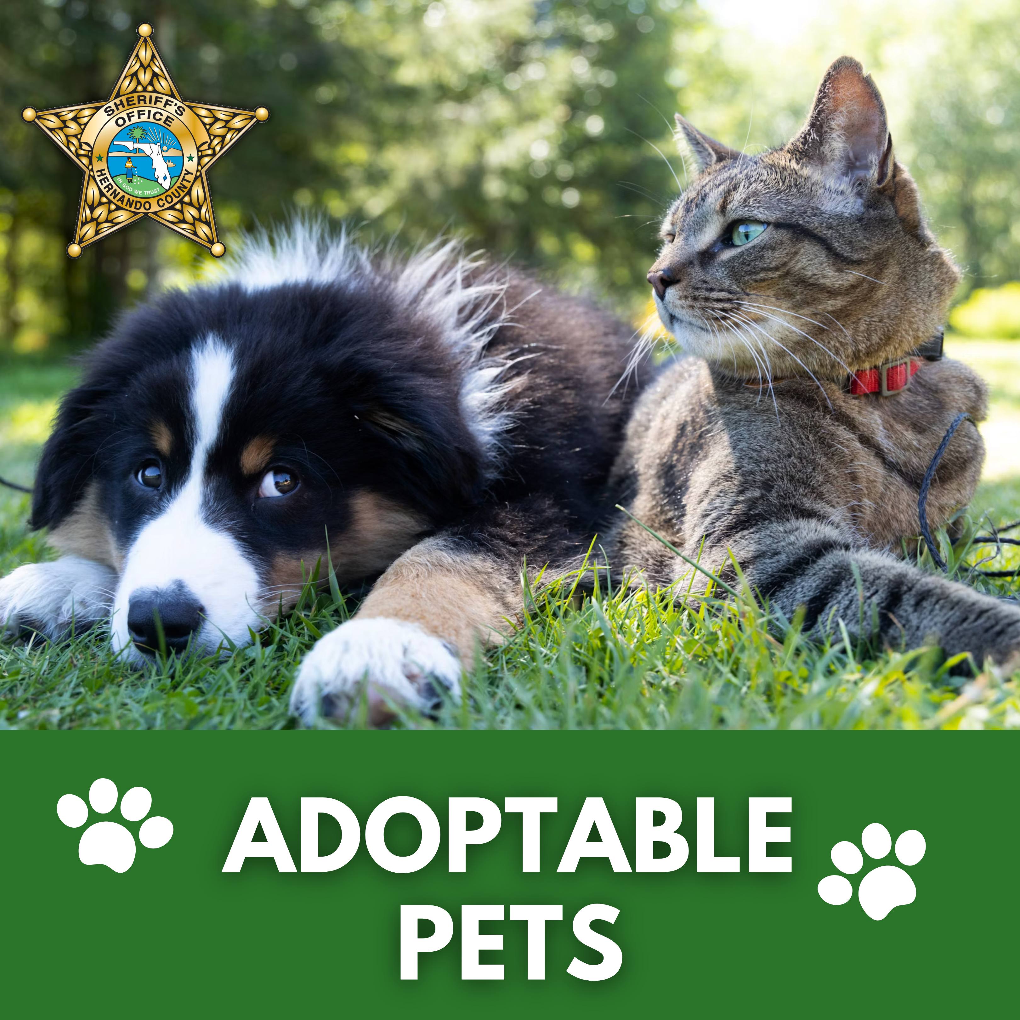 Adoptable Pets Link Image